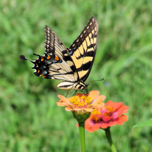butterfly on flower by joyful butterfly.com  Free Butterfly Photos